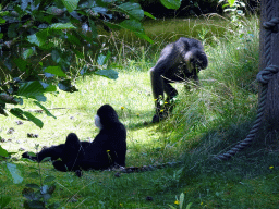 Northern White-cheeked Gibbons at the Safaripark Beekse Bergen