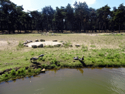 Geese at the Safaripark Beekse Bergen