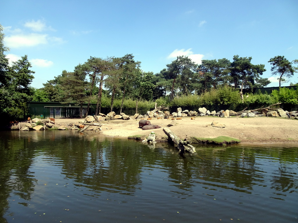 Hippopotamuses and Deer at the Safaripark Beekse Bergen