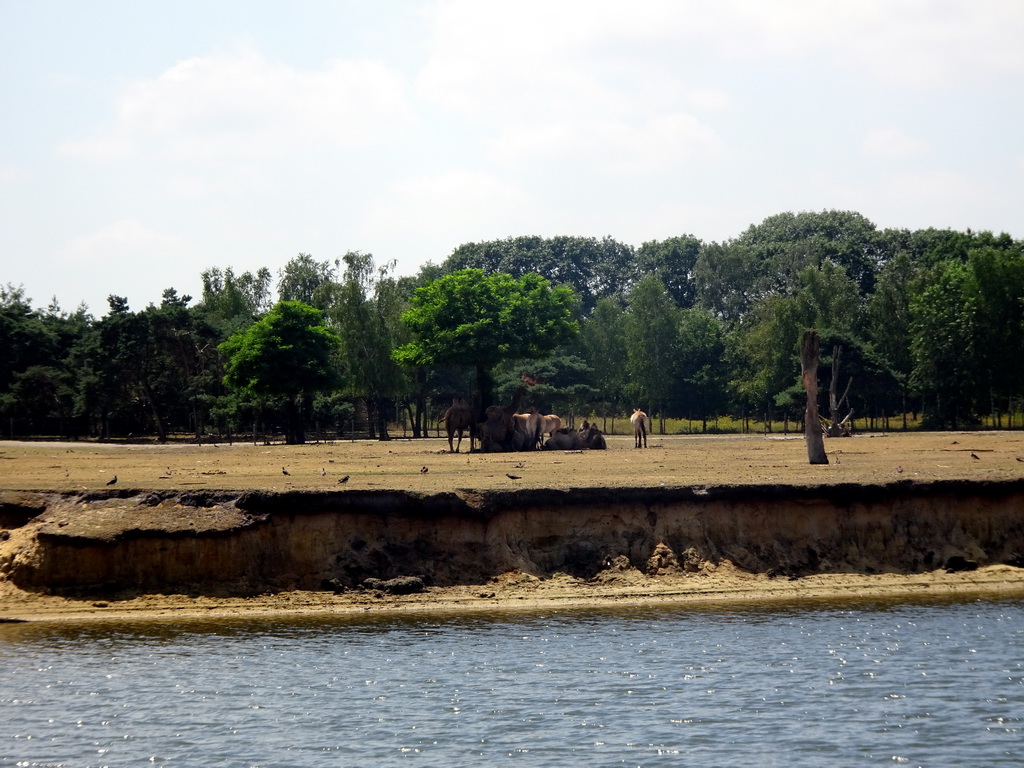 Camels and Przewalski`s Horses at the Safaripark Beekse Bergen, viewed from the safari boat during the Boatsafari