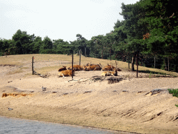 Common Elands at the Safaripark Beekse Bergen, viewed from the safari boat during the Boatsafari