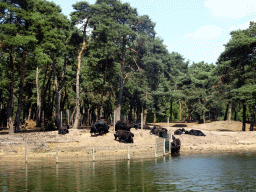 Wildebeests at the Safaripark Beekse Bergen, viewed from the safari boat during the Boatsafari