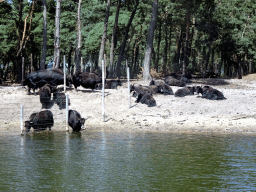 Wildebeests at the Safaripark Beekse Bergen, viewed from the safari boat during the Boatsafari