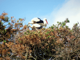 Storks in a nest on top of a tree at the Safaripark Beekse Bergen, viewed from the safari boat during the Boatsafari