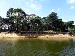 Trees with Stork nests and holes with bird nests at the Safaripark Beekse Bergen, viewed from the safari boat during the Boatsafari