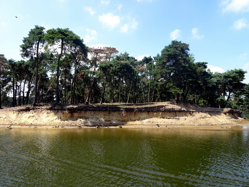 Trees with Stork nests and holes with bird nests at the Safaripark Beekse Bergen, viewed from the safari boat during the Boatsafari