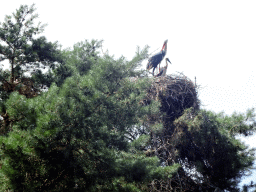 Storks in a nest on top of a tree at the Safaripark Beekse Bergen, viewed from the safari boat during the Boatsafari