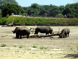 Square-lipped Rhinoceroses and Deer at the Safaripark Beekse Bergen, viewed from the safari boat during the Boatsafari