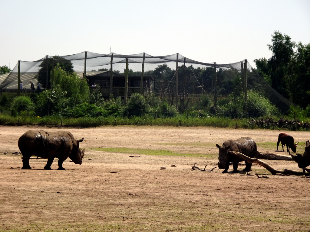 Square-lipped Rhinoceroses and Aviary at the Safaripark Beekse Bergen, viewed from the safari boat during the Boatsafari