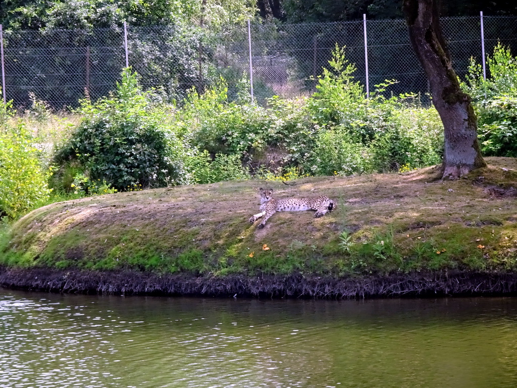 Cheetah at the Safaripark Beekse Bergen, viewed from the safari boat during the Boatsafari