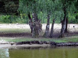 Deer at the Safaripark Beekse Bergen, viewed from the safari boat during the Boatsafari