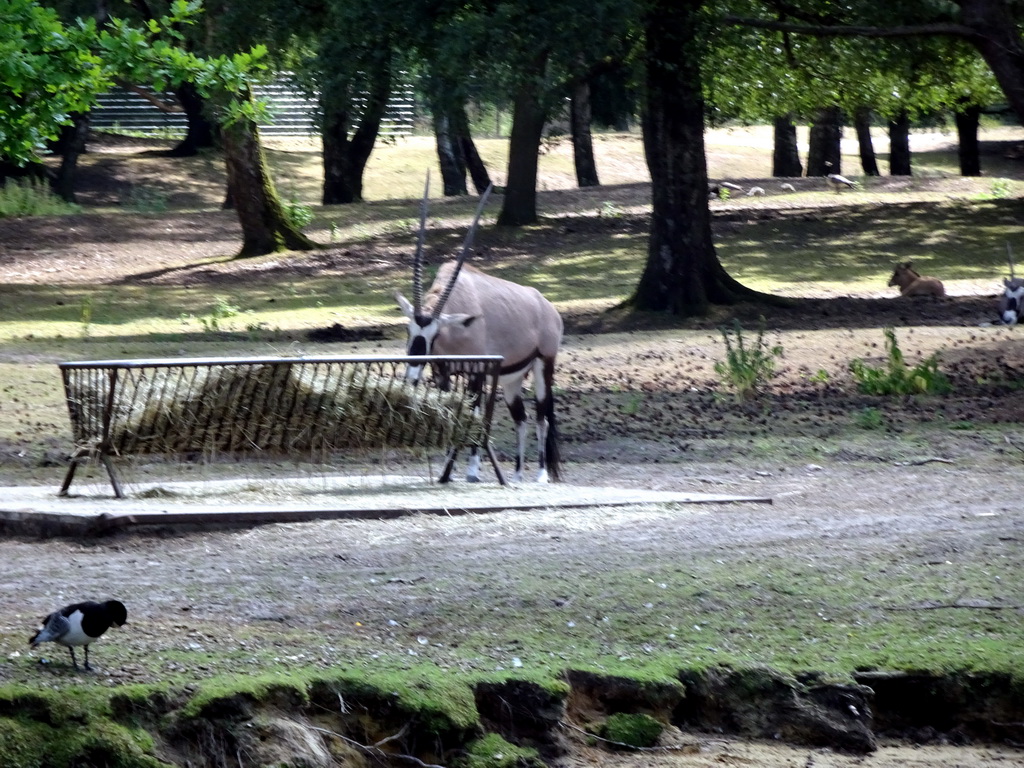 Indian Antelope at the Safaripark Beekse Bergen, viewed from the safari boat during the Boatsafari