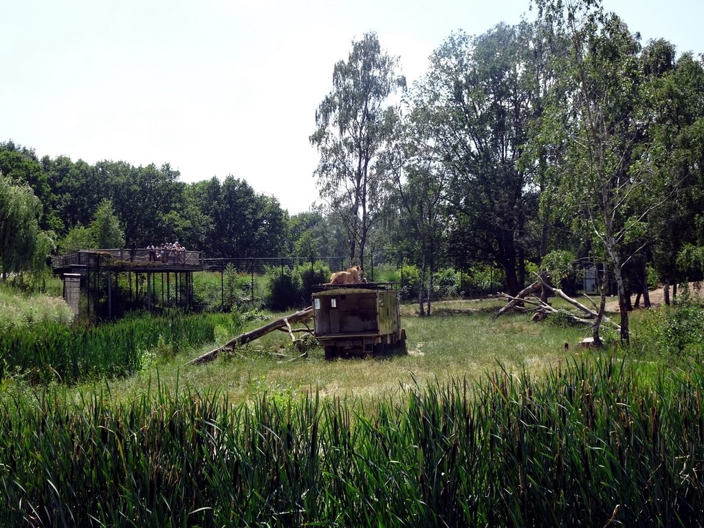 Truck with Lion on top at the Safaripark Beekse Bergen