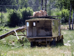 Truck with Lion on top at the Safaripark Beekse Bergen