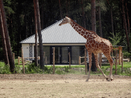 Rothschild`s Giraffe at the Masai Mara area of the Safari Resort at the Safaripark Beekse Bergen, viewed from the terrace of our holiday home