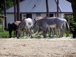 Grévy`s Zebras and Zebus at the Masai Mara area of the Safari Resort at the Safaripark Beekse Bergen, viewed from the terrace of our holiday home
