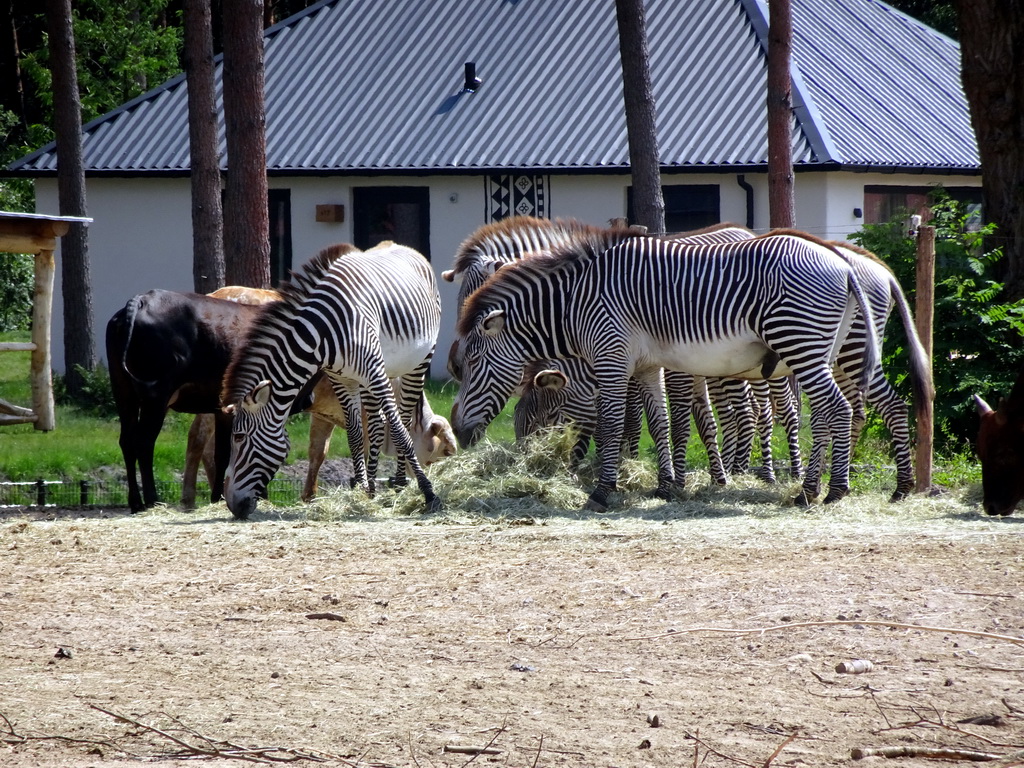 Grévy`s Zebras and Zebus at the Masai Mara area of the Safari Resort at the Safaripark Beekse Bergen, viewed from the terrace of our holiday home