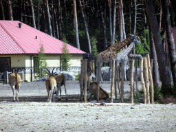 Common Elands and Rothschild`s Giraffes at the Masai Mara area of the Safari Resort at the Safaripark Beekse Bergen, viewed from the terrace of our holiday home