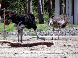 Ostriches at the Masai Mara area of the Safari Resort at the Safaripark Beekse Bergen, viewed from the terrace of our holiday home