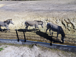 Grévy`s Zebras at the Masai Mara area of the Safari Resort at the Safaripark Beekse Bergen, viewed from the terrace of our holiday home