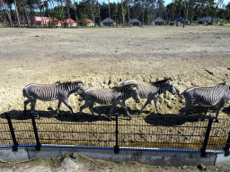 Grévy`s Zebras at the Masai Mara area of the Safari Resort at the Safaripark Beekse Bergen, viewed from the terrace of our holiday home