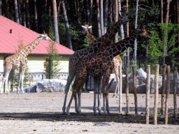 Rothschild`s Giraffes at the Masai Mara area of the Safari Resort at the Safaripark Beekse Bergen, viewed from the terrace of our holiday home