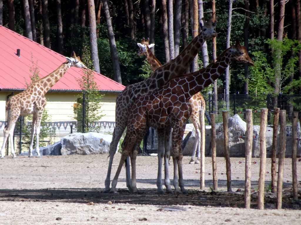 Rothschild`s Giraffes at the Masai Mara area of the Safari Resort at the Safaripark Beekse Bergen, viewed from the terrace of our holiday home