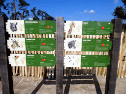 Explanations on the animals living in the Masai Mara area of the Safari Resort at the Safaripark Beekse Bergen