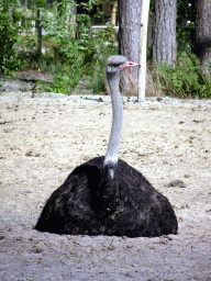 Ostrich at the Masai Mara area of the Safari Resort at the Safaripark Beekse Bergen, viewed from the viewing point near our holiday home