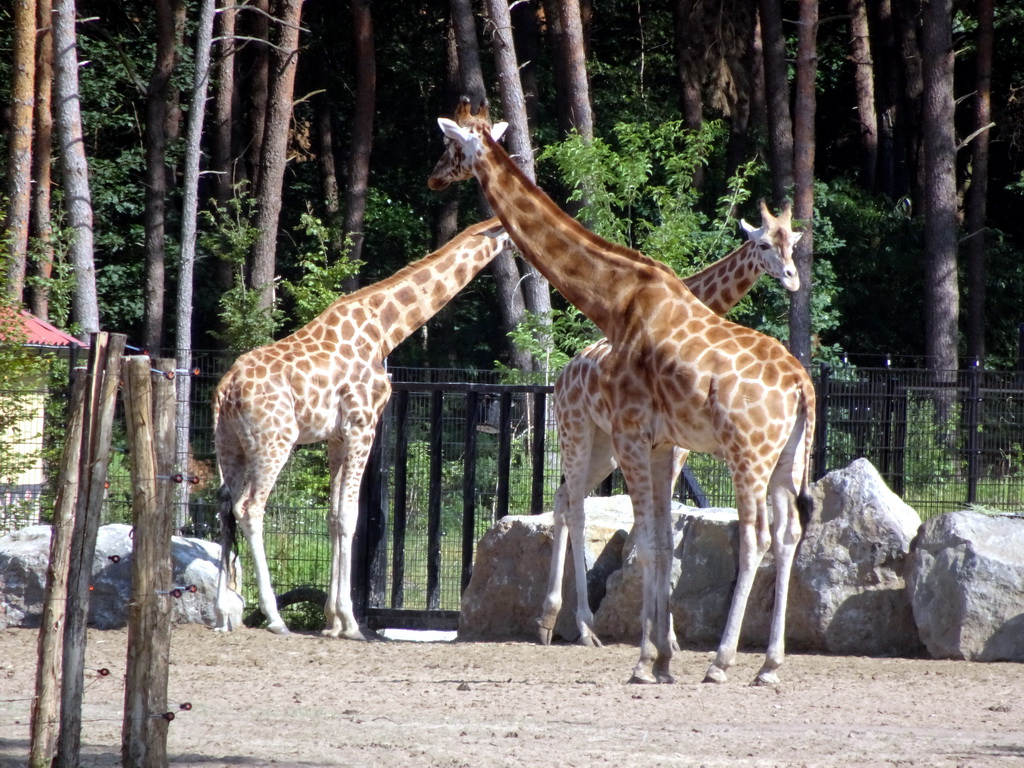 Rothschild`s Giraffes at the Masai Mara area of the Safari Resort at the Safaripark Beekse Bergen, viewed from the viewing point near our holiday home