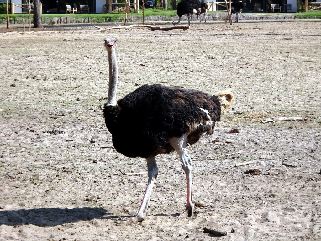 Ostriches at the Masai Mara area of the Safari Resort at the Safaripark Beekse Bergen, viewed from the viewing point near our holiday home