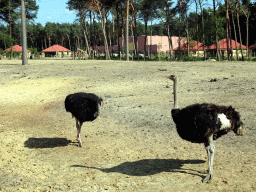 Ostriches at the Masai Mara area of the Safari Resort at the Safaripark Beekse Bergen, viewed from the viewing point near our holiday home