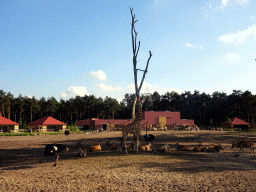 Rothschild`s Giraffes, Zebus and Ostriches at the Masai Mara area of the Safari Resort at the Safaripark Beekse Bergen, viewed from the northeast side