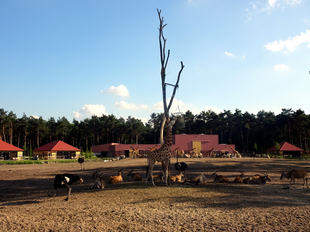 Rothschild`s Giraffes, Zebus and Ostriches at the Masai Mara area of the Safari Resort at the Safaripark Beekse Bergen, viewed from the northeast side