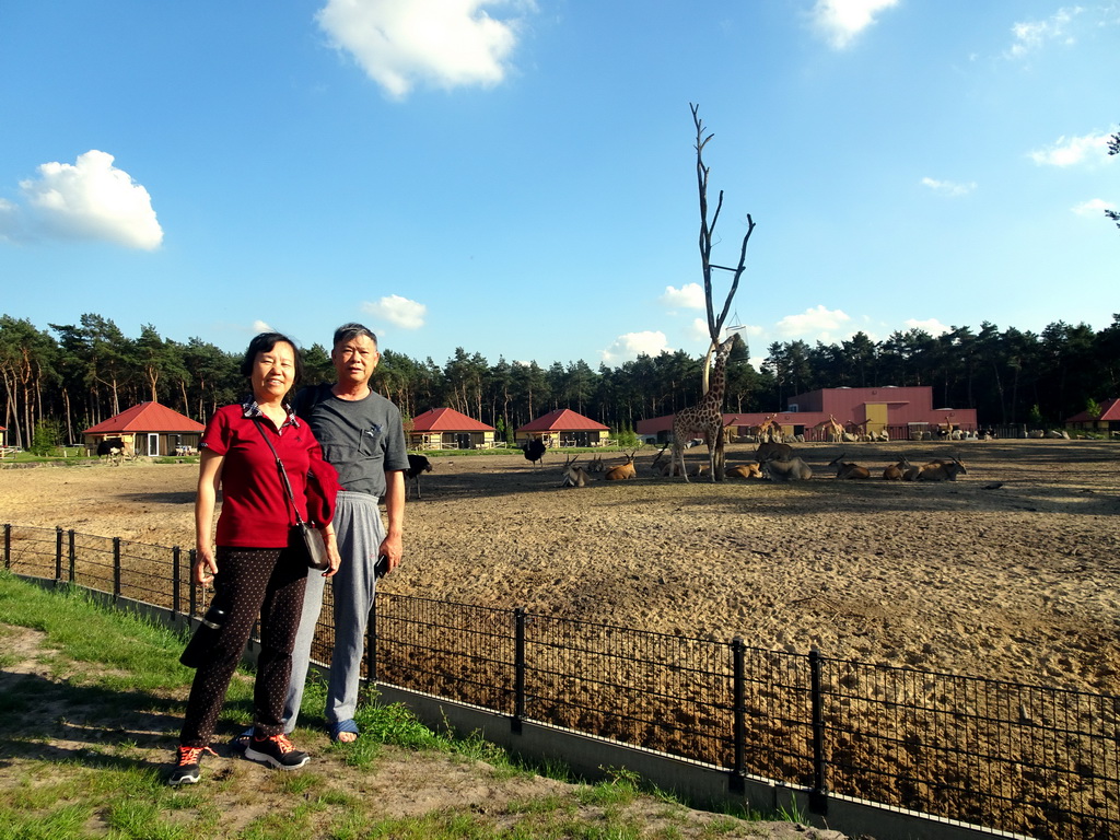 Miaomiao`s parents at the northeast side of the Masai Mara area of the Safari Resort at the Safaripark Beekse Bergen, with a view on the Rothschild`s Giraffes, Zebus and Ostriches