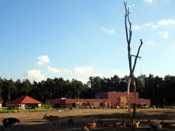 Rothschild`s Giraffes, Zebus and Ostriches at the Masai Mara area of the Safari Resort at the Safaripark Beekse Bergen, viewed from the northeast side