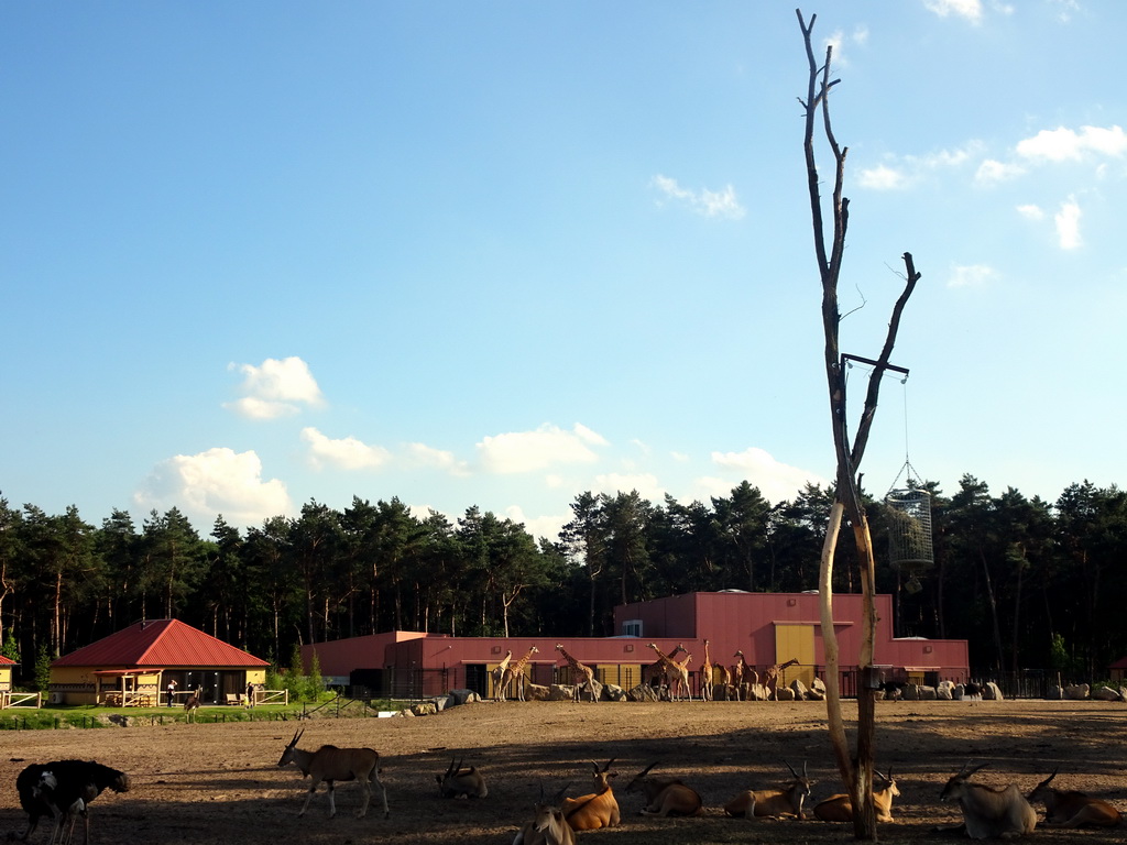 Rothschild`s Giraffes, Zebus and Ostriches at the Masai Mara area of the Safari Resort at the Safaripark Beekse Bergen, viewed from the northeast side