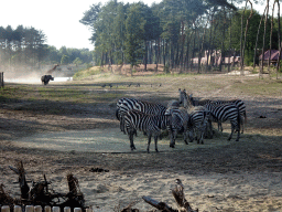 Grévy`s Zebras, Rothschild`s Giraffes, Square-lipped Rhinoceros and Camels at the Serengeti area at the Safari Resort at the Safaripark Beekse Bergen, viewed from the terrace of Restaurant Moto at Karibu Town