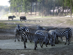 Grévy`s Zebras, Square-lipped Rhinoceroses and Rothschild`s Giraffes at the Serengeti area at the Safari Resort at the Safaripark Beekse Bergen, viewed from the terrace of Restaurant Moto at Karibu Town