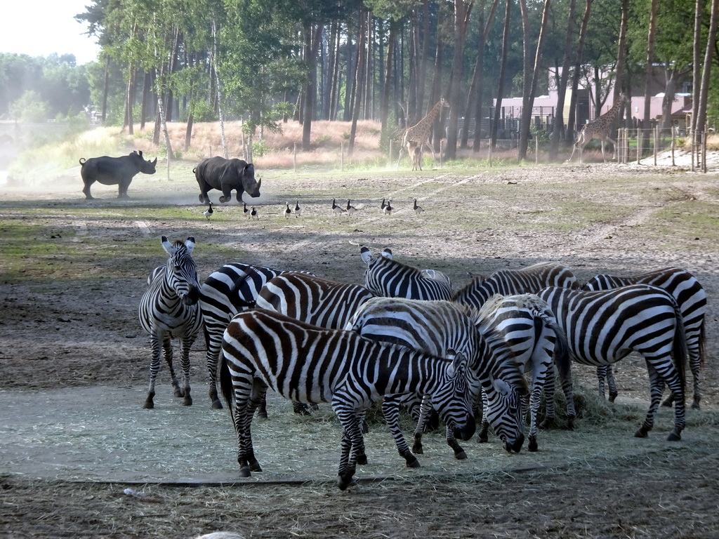 Grévy`s Zebras, Square-lipped Rhinoceroses and Rothschild`s Giraffes at the Serengeti area at the Safari Resort at the Safaripark Beekse Bergen, viewed from the terrace of Restaurant Moto at Karibu Town