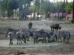 Grévy`s Zebras, Square-lipped Rhinoceroses and Rothschild`s Giraffes at the Serengeti area at the Safari Resort at the Safaripark Beekse Bergen, viewed from the terrace of Restaurant Moto at Karibu Town