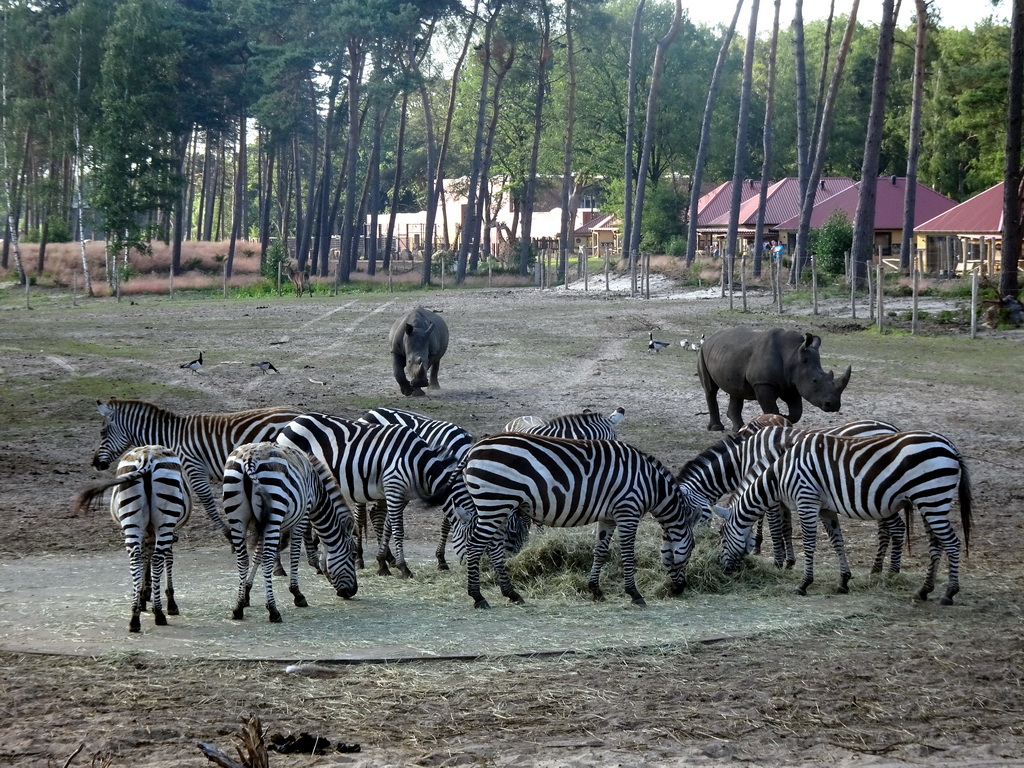 Grévy`s Zebras, Square-lipped Rhinoceroses and Rothschild`s Giraffes at the Serengeti area at the Safari Resort at the Safaripark Beekse Bergen, viewed from the terrace of Restaurant Moto at Karibu Town