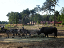Grévy`s Zebras and Square-lipped Rhinoceros at the Serengeti area at the Safari Resort at the Safaripark Beekse Bergen, viewed from the terrace of Restaurant Moto at Karibu Town