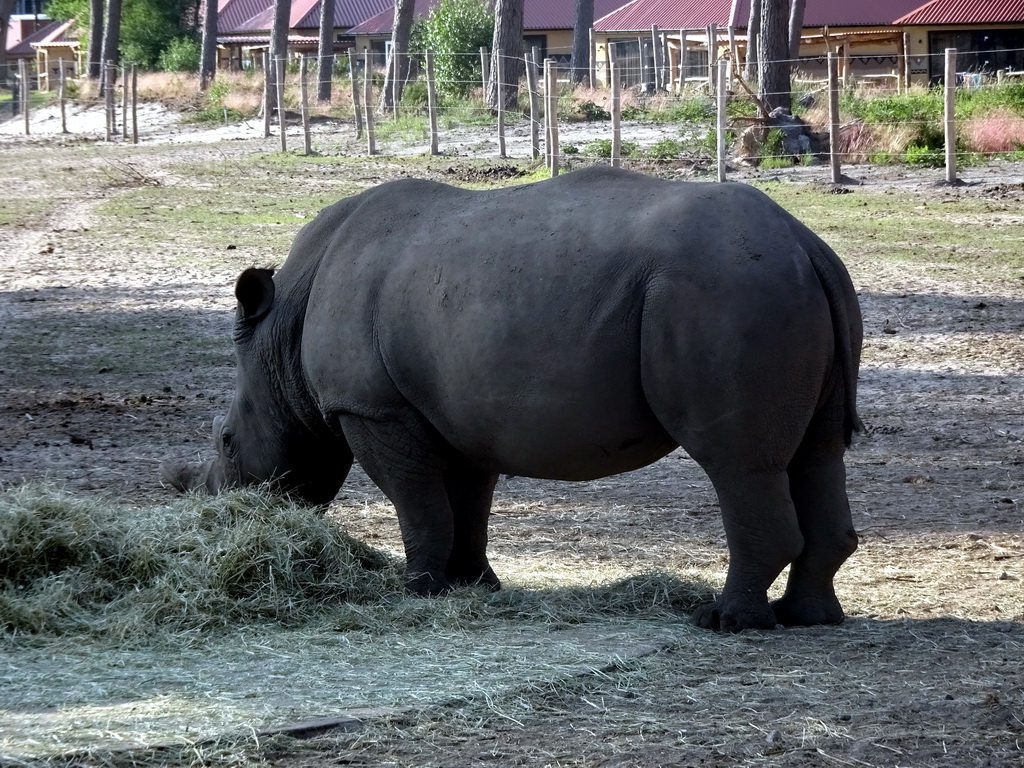 Square-lipped Rhinoceros at the Serengeti area at the Safari Resort at the Safaripark Beekse Bergen, viewed from the terrace of Restaurant Moto at Karibu Town