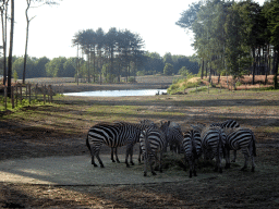 Grévy`s Zebras at the Serengeti area at the Safari Resort at the Safaripark Beekse Bergen, viewed from the terrace of Restaurant Moto at Karibu Town