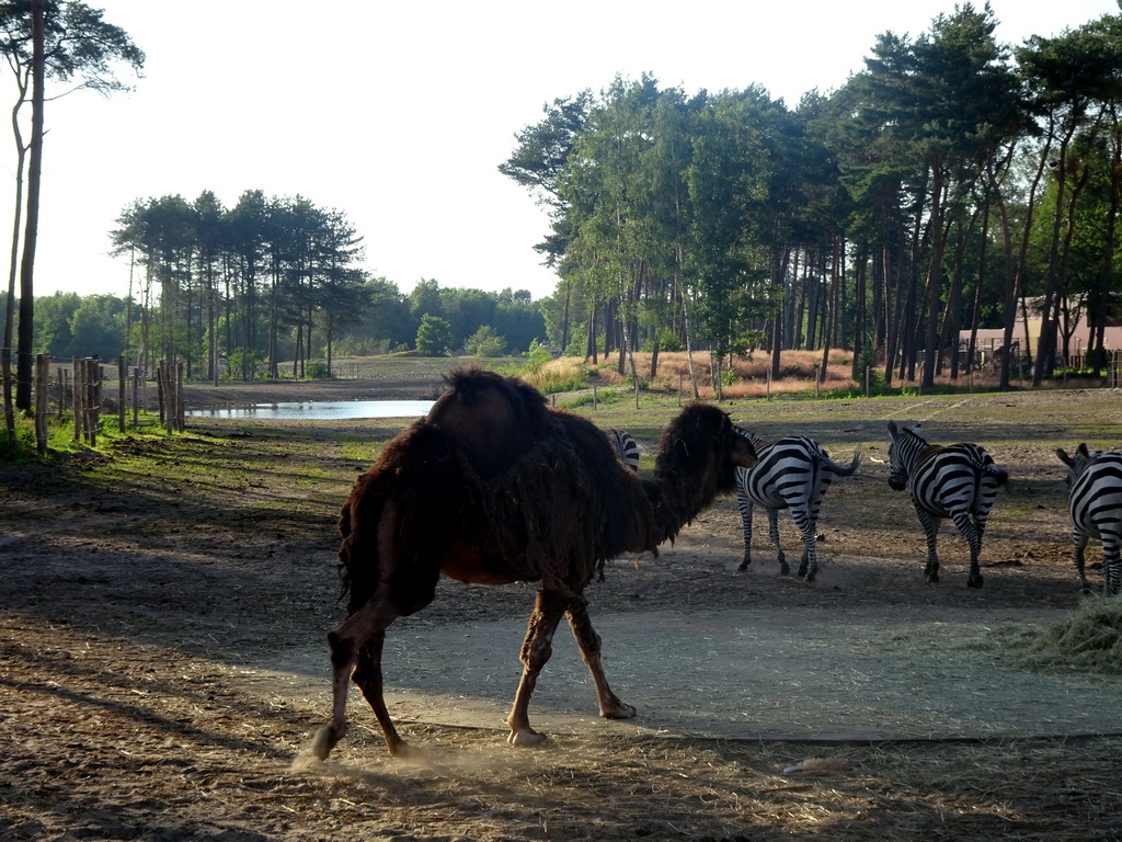 Camel and Grévy`s Zebras at the Serengeti area at the Safari Resort at the Safaripark Beekse Bergen, viewed from the terrace of Restaurant Moto at Karibu Town