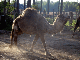 Camels at the Serengeti area at the Safari Resort at the Safaripark Beekse Bergen, viewed from the terrace of Restaurant Moto at Karibu Town