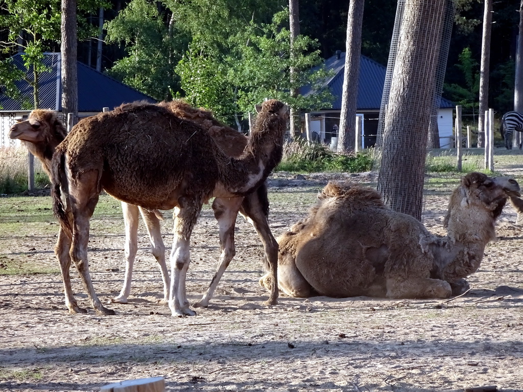 Camels at the Serengeti area at the Safari Resort at the Safaripark Beekse Bergen, viewed from the terrace of Restaurant Moto at Karibu Town