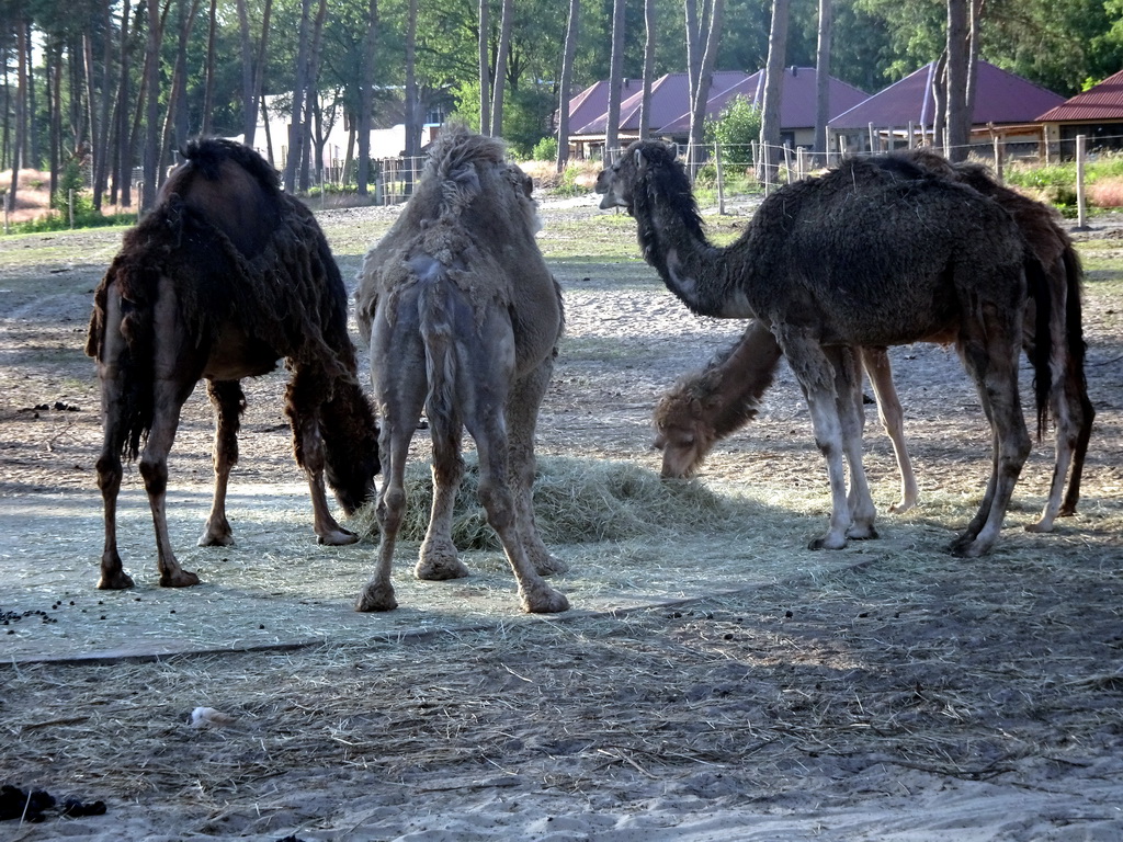 Camels at the Serengeti area at the Safari Resort at the Safaripark Beekse Bergen, viewed from the terrace of Restaurant Moto at Karibu Town