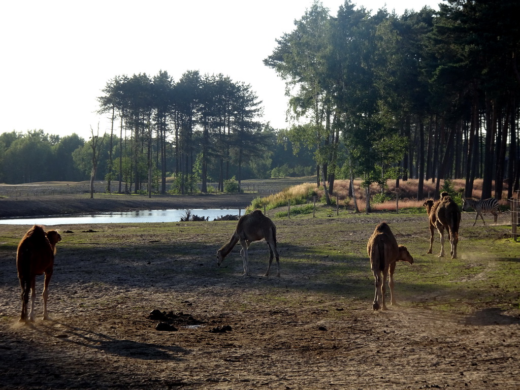 Camels and Grévy`s Zebra at the Serengeti area at the Safari Resort at the Safaripark Beekse Bergen, viewed from the terrace of Restaurant Moto at Karibu Town